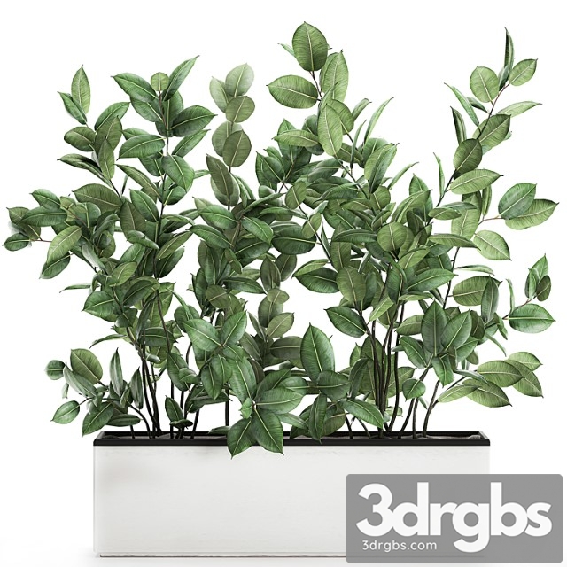 Plant ficus elastica 675. thickets, ornamental tree, white pot, flowerpot, scandinavian style, bushes - thumbnail 1