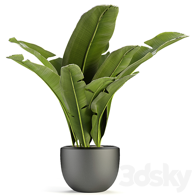 Plant in Pot Flowerpot Exotic Plant 3ds Max - thumbnail 1