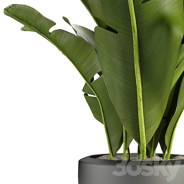 Plant in Pot Flowerpot Exotic Plant 3ds Max - thumbnail 2