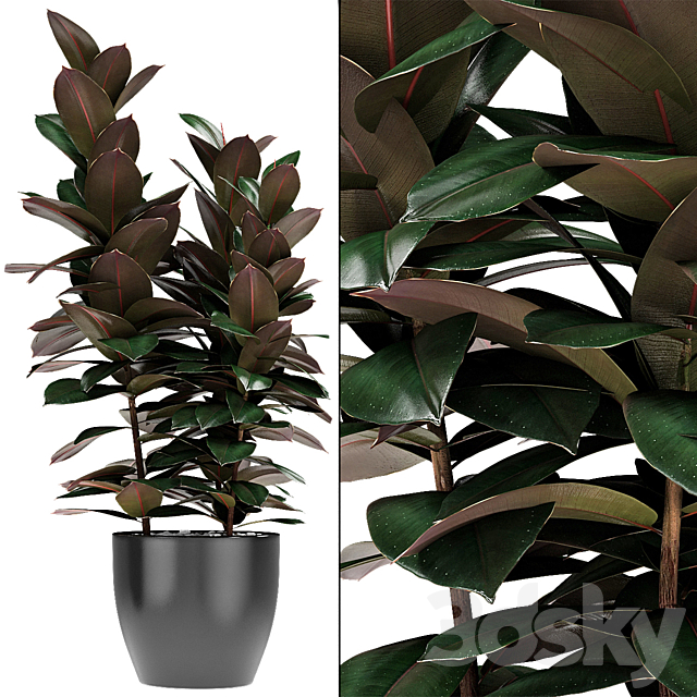 Plant in Pot Flowerpot Exotic Plant 3DS Max Model - thumbnail 2