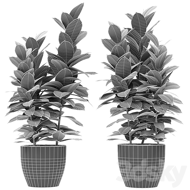 Plant in Pot Flowerpot Exotic Plant 3DS Max Model - thumbnail 3