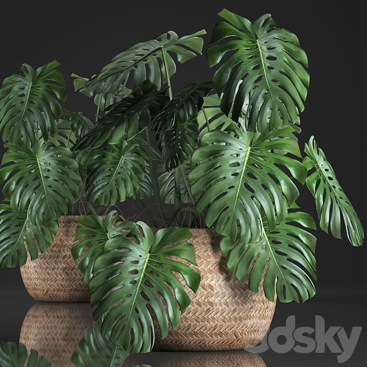 Plant Monstera in the basket 343. Monstera. Indoor monstera basket rattan pot eco design natural decor bush interior exotic flower 3DS Max - thumbnail 1