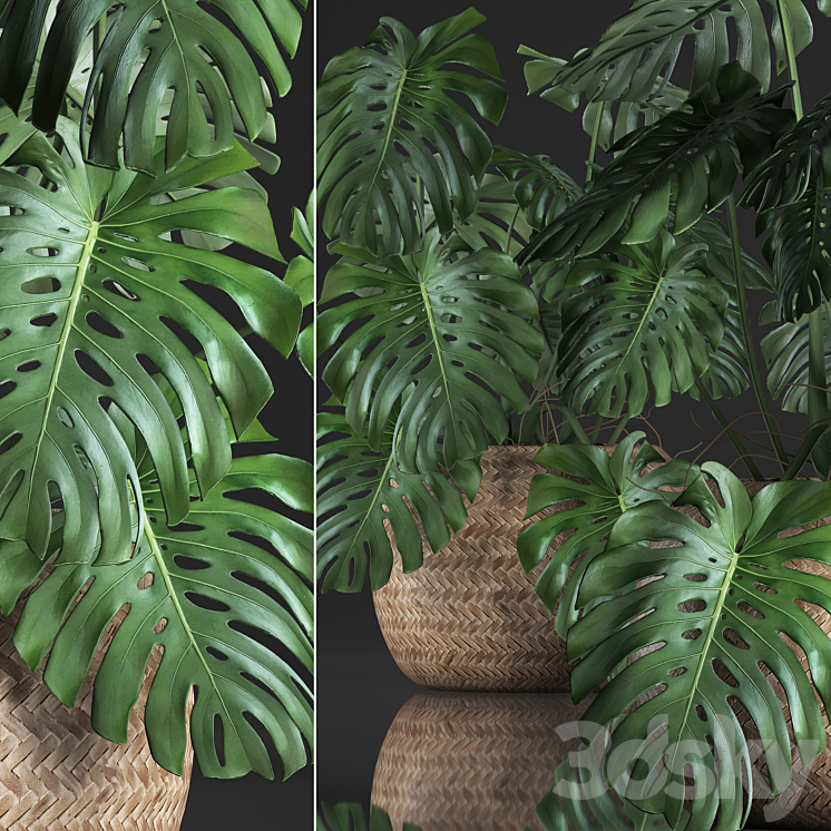 Plant Monstera in the basket 343. Monstera. Indoor monstera basket rattan pot eco design natural decor bush interior exotic flower 3DS Max - thumbnail 2