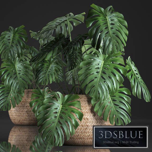 Plant Monstera in the basket 343. Monstera. Indoor monstera basket rattan pot eco design natural decor bush interior exotic flower 3DS Max - thumbnail 3