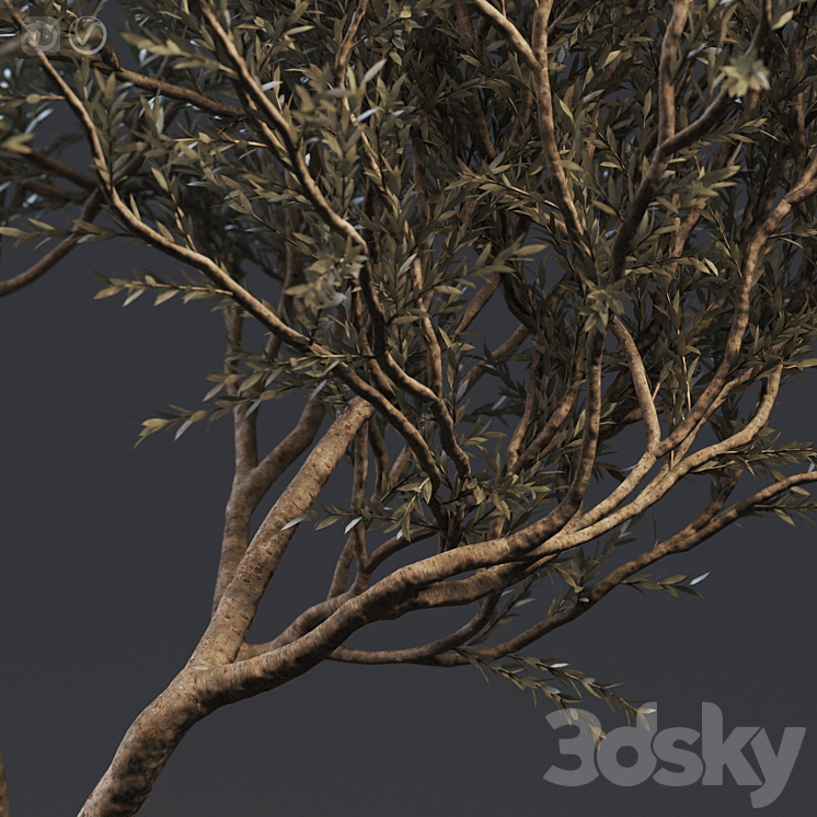 Plant set 02 – European olive 3DS Max - thumbnail 2