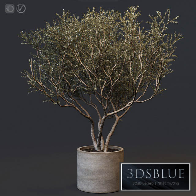 Plant set 02 – European olive 3DS Max - thumbnail 3