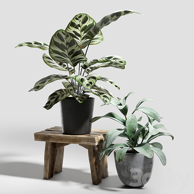 Plant set 03 3DS Max - thumbnail 2