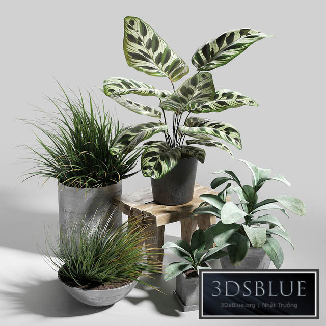 Plant set 03 3DS Max - thumbnail 3