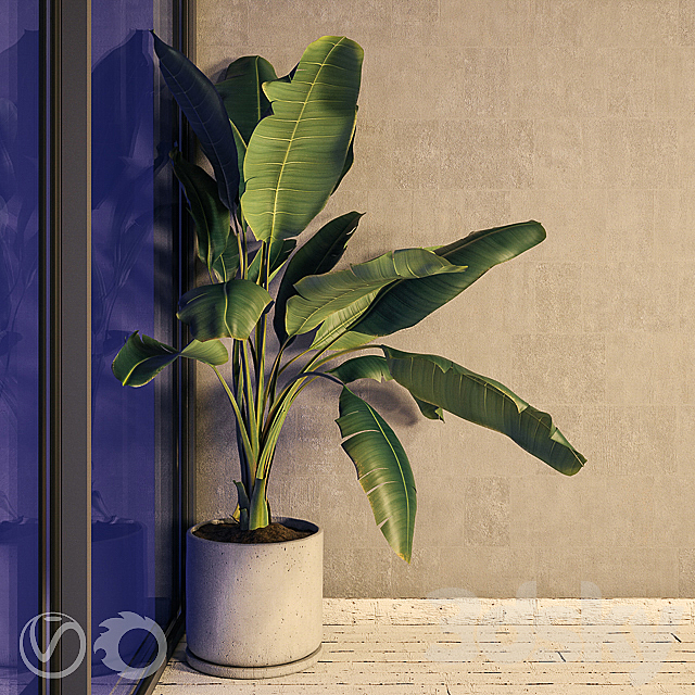 Plant Strelizia in a concrete pot 3DSMax File - thumbnail 3