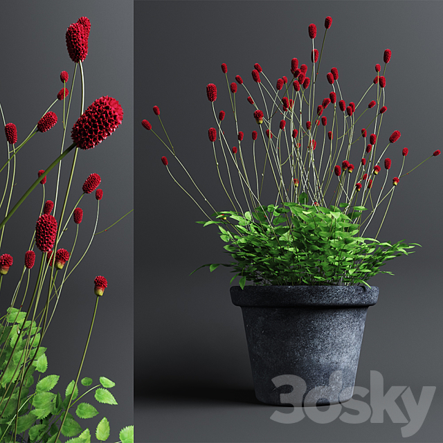 Plant The bloodthirsty. Sanguisorba 3DSMax File - thumbnail 1