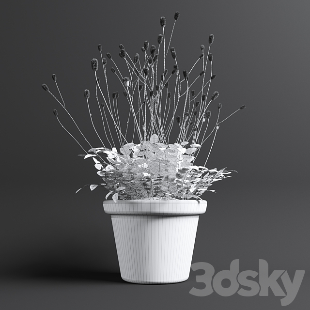 Plant The bloodthirsty. Sanguisorba 3DSMax File - thumbnail 2