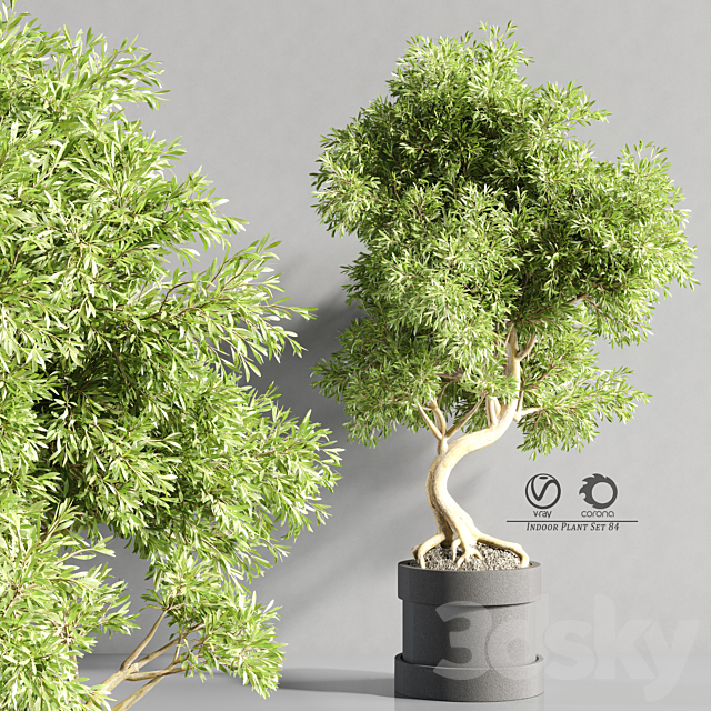 plant_bonsai_07 3DS Max Model - thumbnail 2