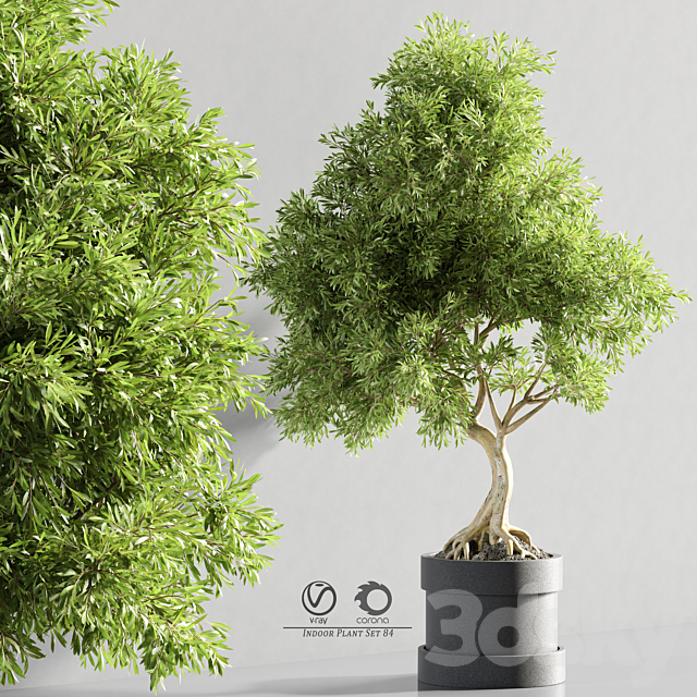 plant_bonsai_07 3DS Max Model - thumbnail 3