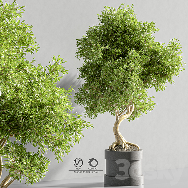 plant_bonsai_07 3DS Max Model - thumbnail 4