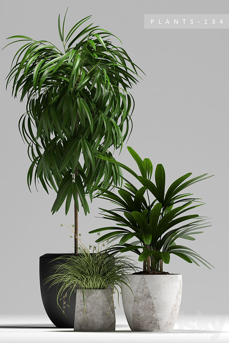 PLANTS 134 3DS Max - thumbnail 2