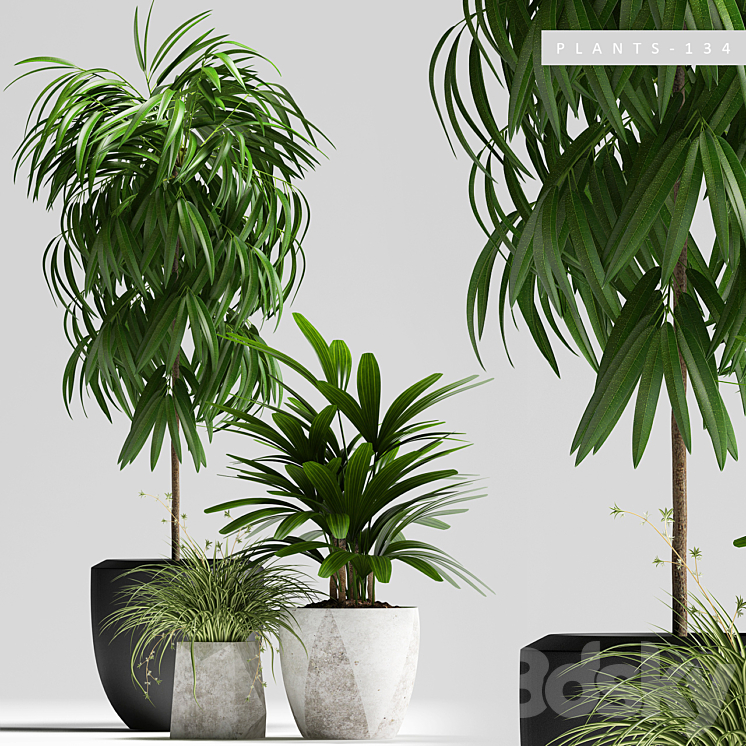 PLANTS 134 3DS Max - thumbnail 1