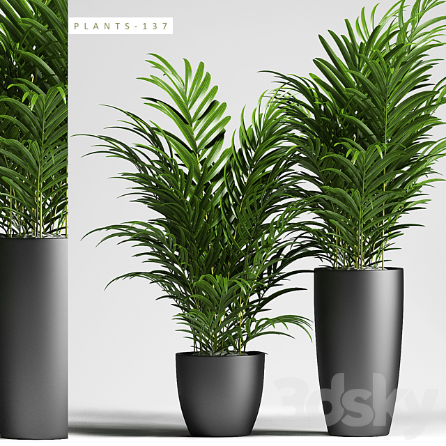 PLANTS 137 3DSMax File - thumbnail 1