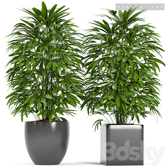 PLANTS 147 3DSMax File - thumbnail 1