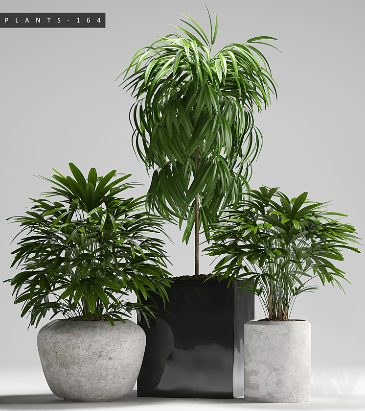 PLANTS 164 3DS Max - thumbnail 2