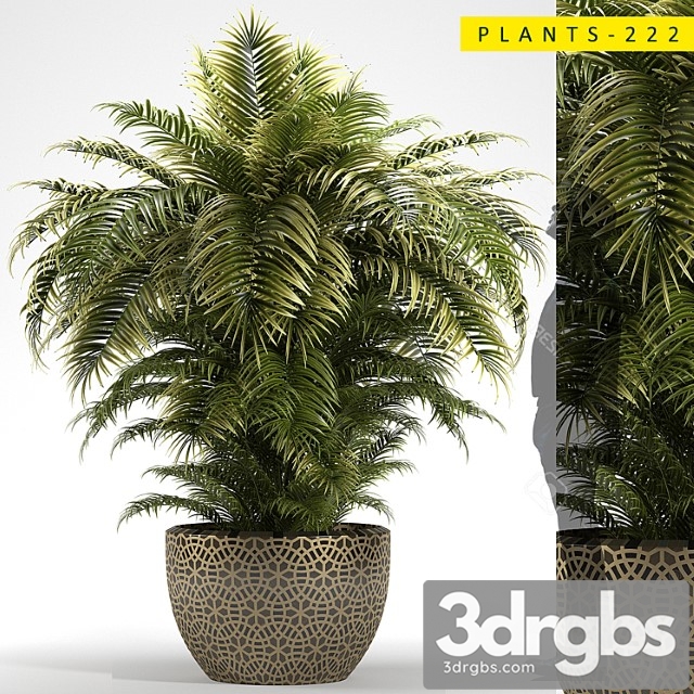 Plants 222 - thumbnail 1