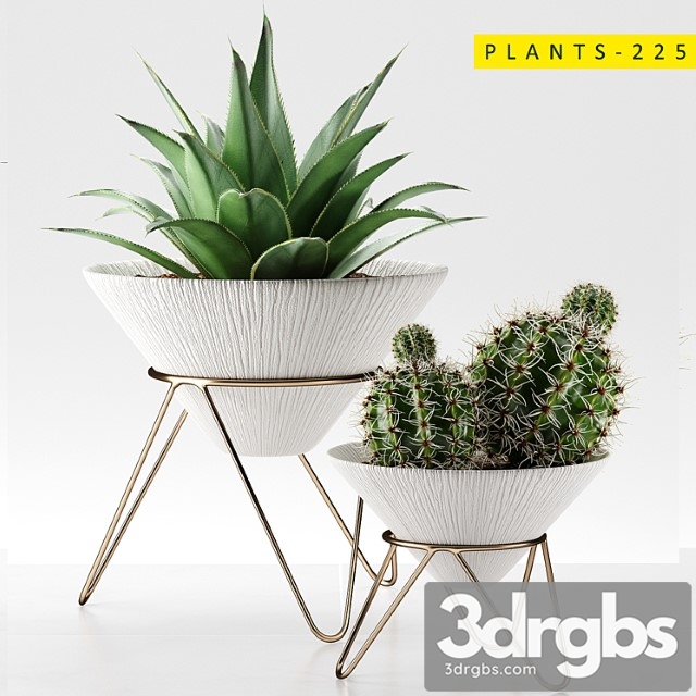 Plants 225 - thumbnail 1