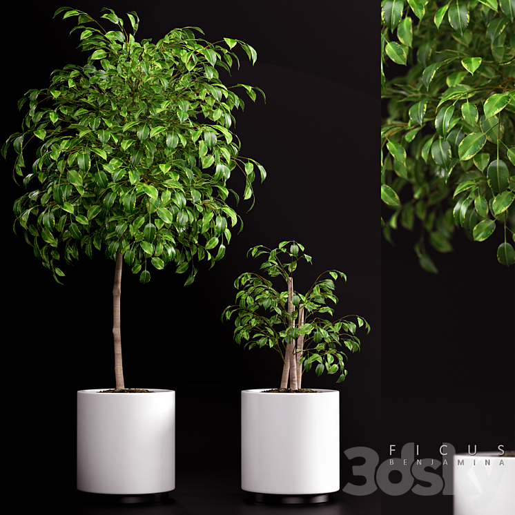 PLANTS 70 3DS Max - thumbnail 1