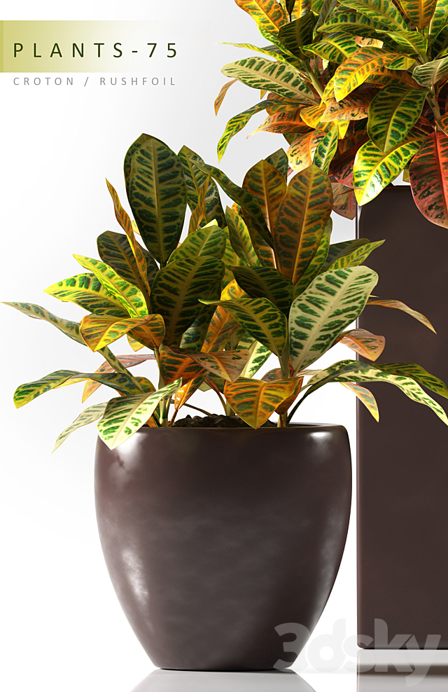 PLANTS 75 3DS Max Model - thumbnail 2