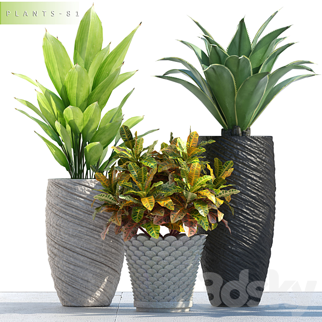 PLANTS 81 3DSMax File - thumbnail 1