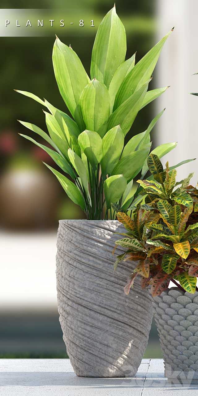 PLANTS 81 3DSMax File - thumbnail 3