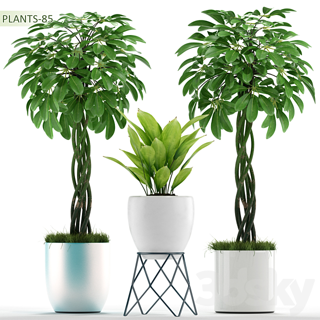 PLANTS 85 3DSMax File - thumbnail 1