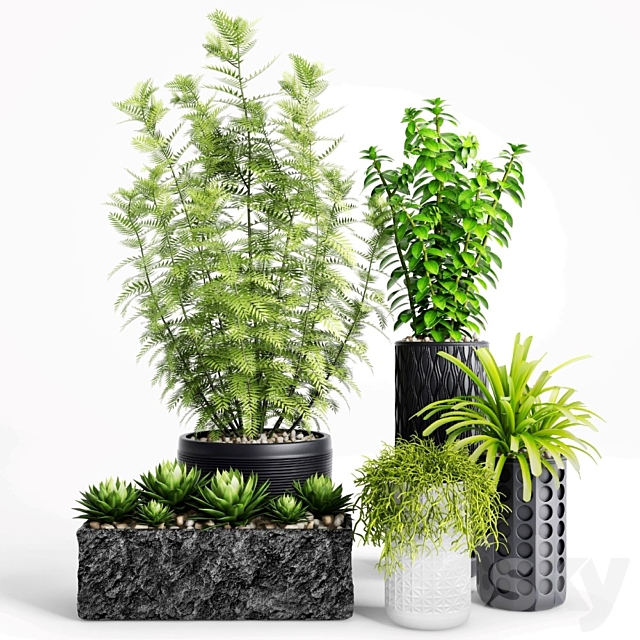 Plants and Planters _ 5 3DSMax File - thumbnail 1