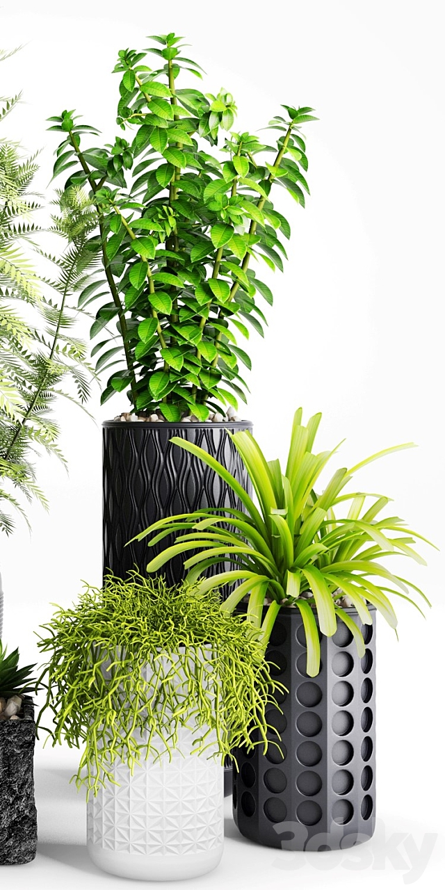 Plants and Planters _ 5 3DSMax File - thumbnail 3