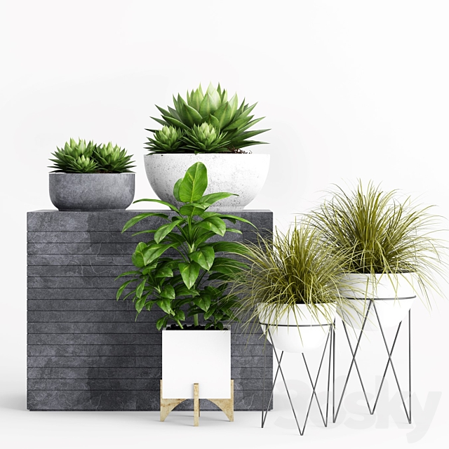 Plants and Planters _1 3DSMax File - thumbnail 1