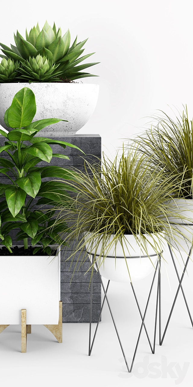 Plants and Planters _1 3DSMax File - thumbnail 2