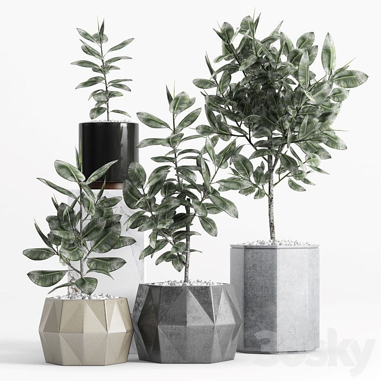 Plants and Planters _9 (Ficus Elastica) 3DS Max - thumbnail 1