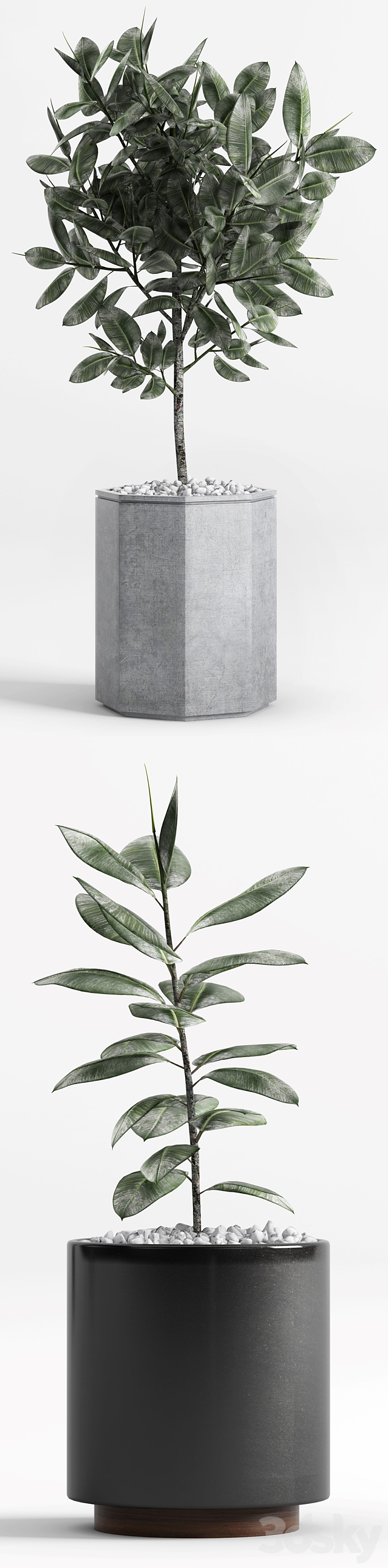 Plants and Planters _9 (Ficus Elastica) 3DS Max - thumbnail 2