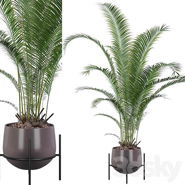 Plants collection 002 – Areca Palm 01 3DSMax File - thumbnail 1