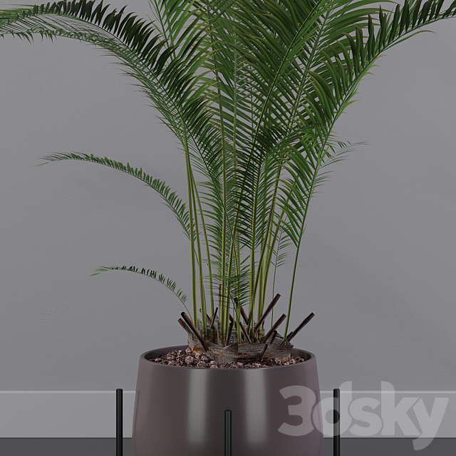 Plants collection 002 – Areca Palm 01 3DSMax File - thumbnail 2