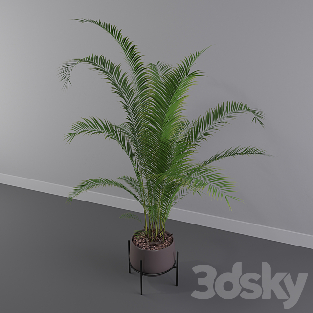 Plants collection 002 – Areca Palm 01 3DSMax File - thumbnail 3