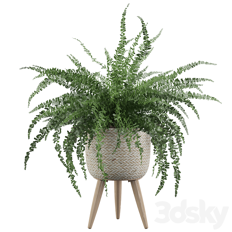 Plants collection 007 – Fern indoor 01 3DS Max - thumbnail 1