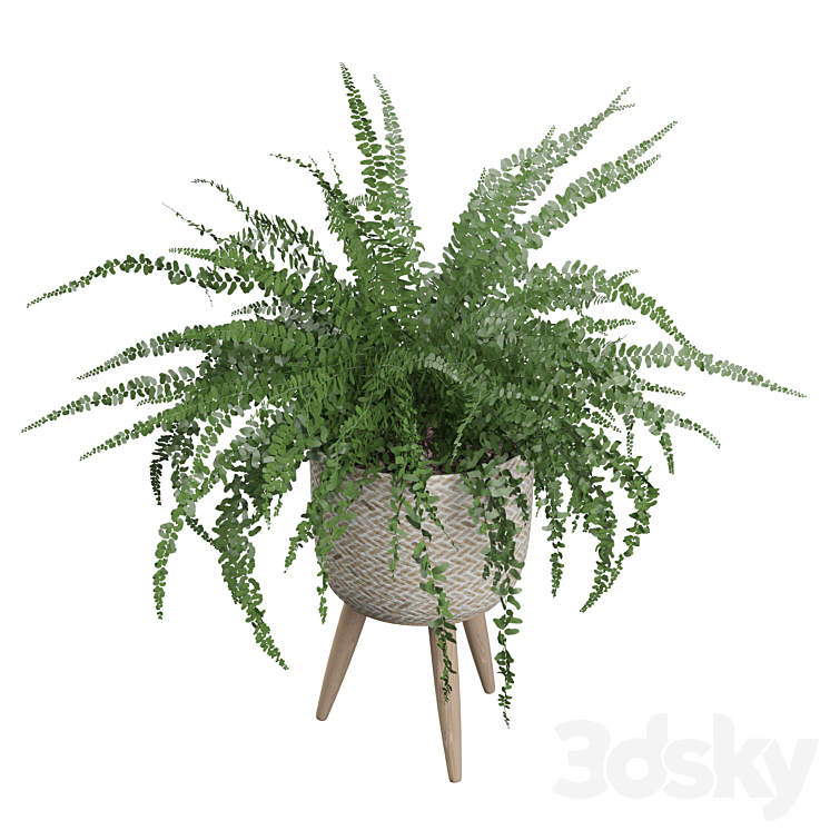 Plants collection 007 – Fern indoor 01 3DS Max - thumbnail 2