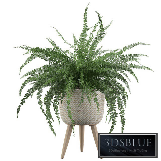 Plants collection 007 – Fern indoor 01 3DS Max - thumbnail 3