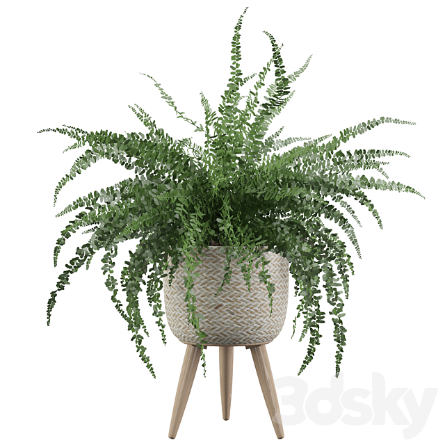 Plants collection 007 – Fern indoor 01 3DSMax File - thumbnail 1