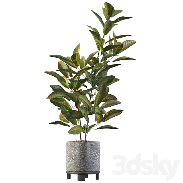 Plants collection 008 – Croton 01 3DSMax File - thumbnail 4