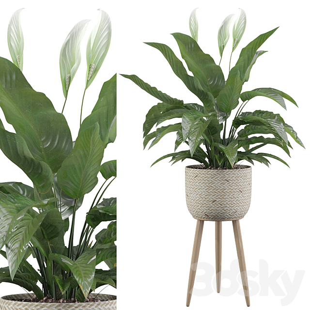 Plants collection 009 – Peace Lily 01 3DSMax File - thumbnail 1