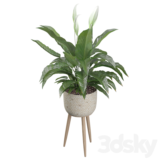 Plants collection 009 – Peace Lily 01 3DSMax File - thumbnail 2