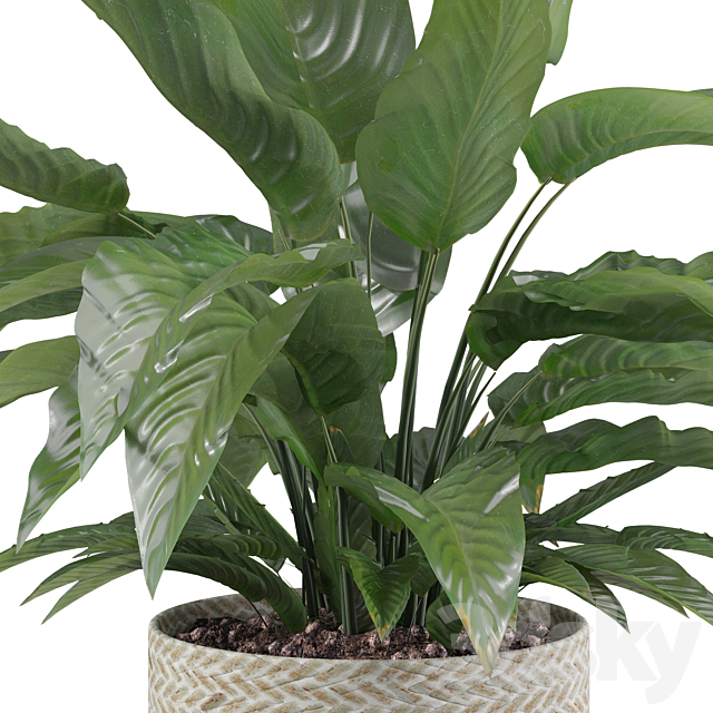 Plants collection 009 – Peace Lily 01 3DSMax File - thumbnail 3