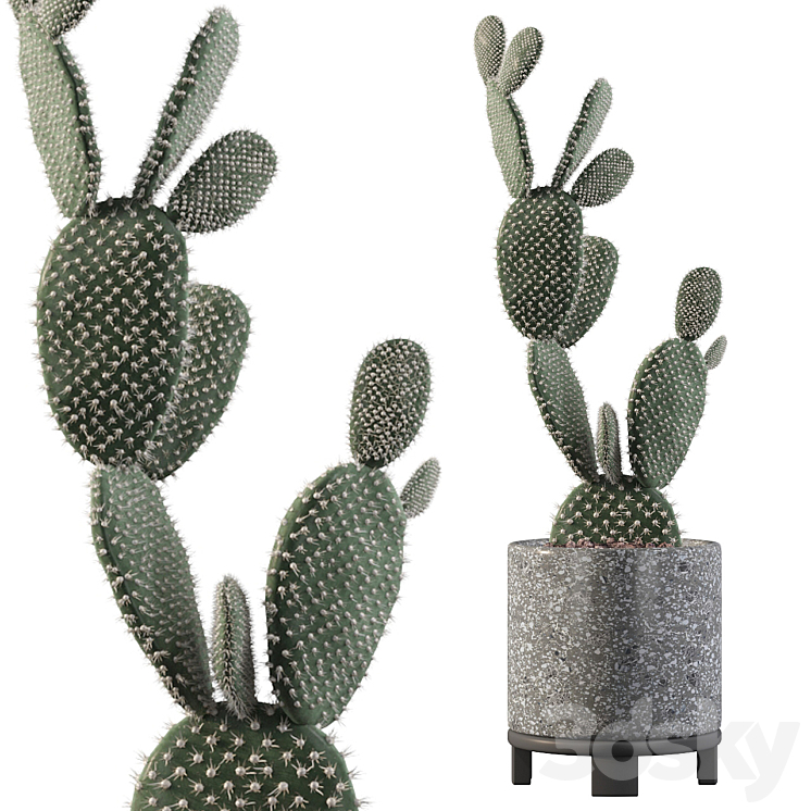 Plants collection 010 – Opuntia microdasys 01 3DS Max - thumbnail 1