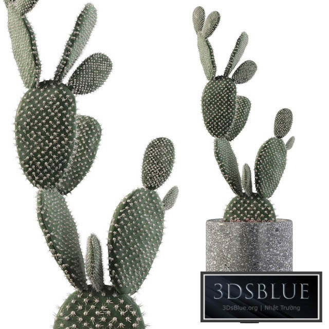 Plants collection 010 – Opuntia microdasys 01 3DS Max - thumbnail 3