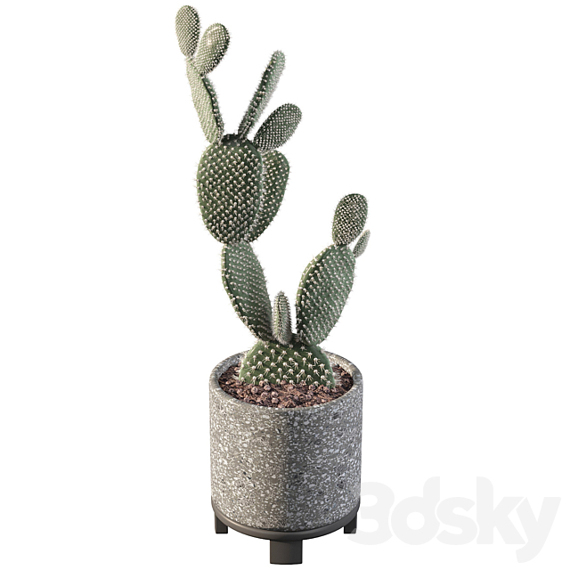 Plants collection 010 – Opuntia microdasys 01 3DSMax File - thumbnail 3